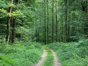chemin forêt